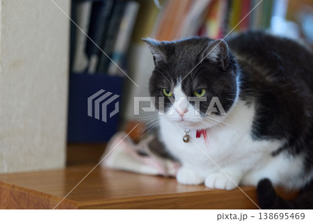 室内の猫 室内の猫 138695469