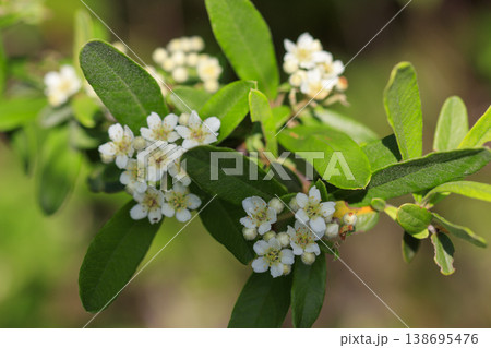 初夏の森に咲く白いピラカンサの花 初夏の森に咲く白いピラカンサの花 138695476