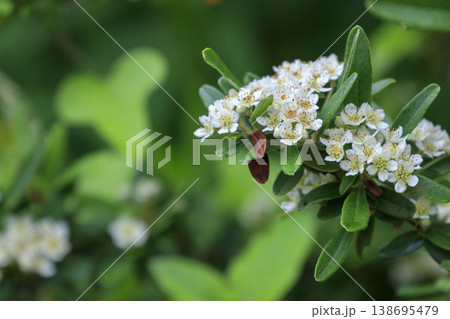 初夏の森に咲く白いピラカンサの花 138695479
