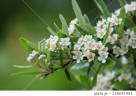 初夏の森に咲く白いピラカンサの花 初夏の森に咲く白いピラカンサの花 138695481