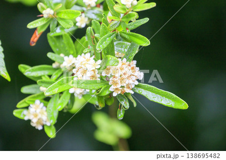 初夏の森に咲く白いピラカンサの花 初夏の森に咲く白いピラカンサの花 138695482