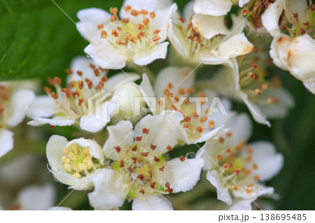 初夏の森に咲く白いピラカンサの花 初夏の森に咲く白いピラカンサの花 138695485