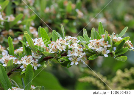 初夏の森に咲く白いピラカンサの花 初夏の森に咲く白いピラカンサの花 138695486