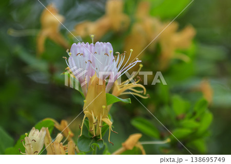 初夏の森に咲くスイカズラの花 初夏の森に咲くスイカズラの花 138695749