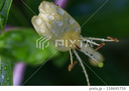 初夏の森に咲くスイカズラの花 初夏の森に咲くスイカズラの花 138695750