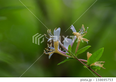 初夏の森に咲くスイカズラの花 初夏の森に咲くスイカズラの花 138695753