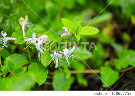 初夏の森に咲くスイカズラの花 138695758