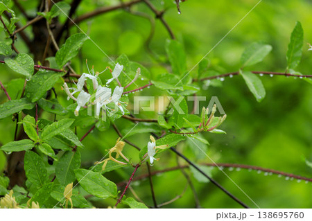 初夏の森に咲くスイカズラの花 138695760