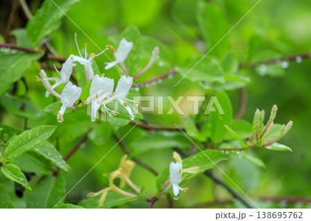 初夏の森に咲くスイカズラの花 初夏の森に咲くスイカズラの花 138695762