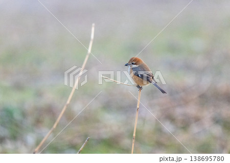 小さな猛禽 モズ 138695780