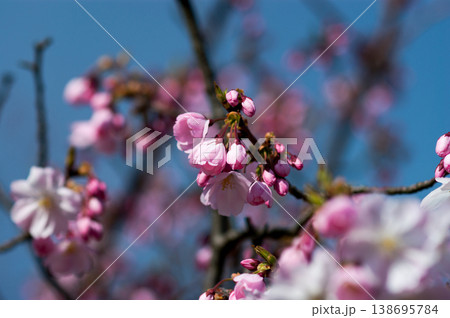 桜 思川桜(おもいがわざくら) 138695784