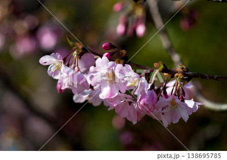 桜 思川桜(おもいがわざくら) 桜 思川桜(おもいがわざくら) 138695785