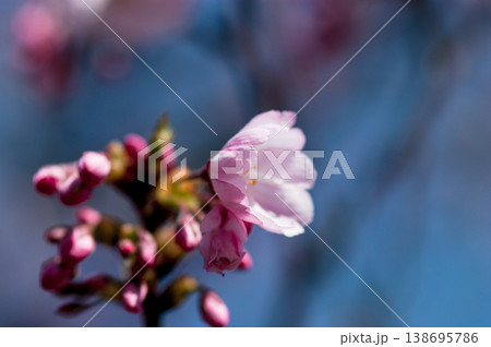 桜 思川桜(おもいがわざくら) 138695786