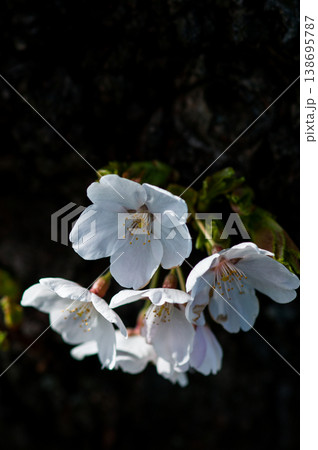 桜 染井吉野(そめいよしの) ~ 胴咲き ~ 桜 染井吉野(そめいよしの) ~ 胴咲き ~ 138695787