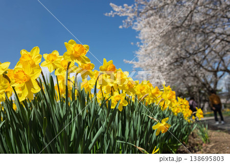 春の岩井親水公園 すいせん祭り 群馬県東吾妻町 春の岩井親水公園 すいせん祭り 群馬県東吾妻町 138695803