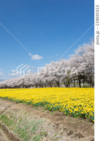 春の岩井親水公園 すいせん祭り 群馬県東吾妻町 春の岩井親水公園 すいせん祭り 群馬県東吾妻町 138695815