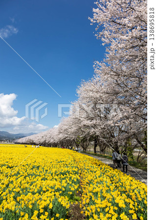 春の岩井親水公園 すいせん祭り 群馬県東吾妻町 春の岩井親水公園 すいせん祭り 群馬県東吾妻町 138695818