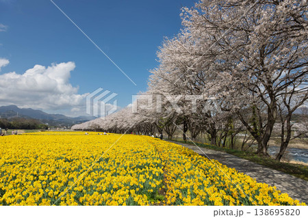 春の岩井親水公園 すいせん祭り 群馬県東吾妻町 春の岩井親水公園 すいせん祭り 群馬県東吾妻町 138695820