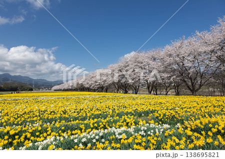 春の岩井親水公園 すいせん祭り 群馬県東吾妻町 春の岩井親水公園 すいせん祭り 群馬県東吾妻町 138695821