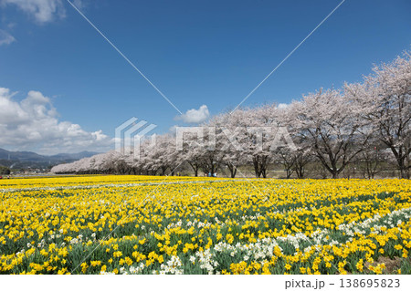 春の岩井親水公園 すいせん祭り 群馬県東吾妻町 春の岩井親水公園 すいせん祭り 群馬県東吾妻町 138695823