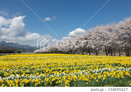 春の岩井親水公園　すいせん祭り　群馬県東吾妻町 138695827