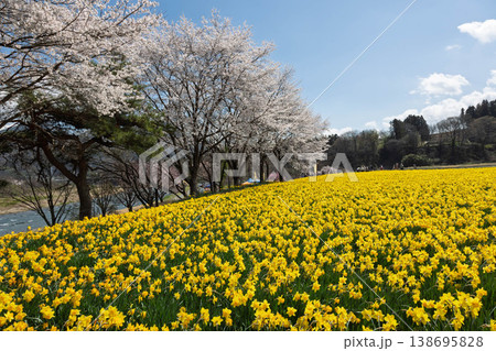 春の岩井親水公園 すいせん祭り 群馬県東吾妻町 春の岩井親水公園 すいせん祭り 群馬県東吾妻町 138695828