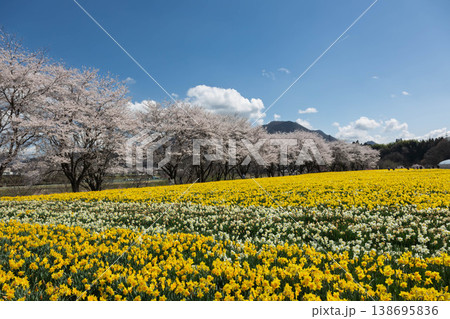 春の岩井親水公園 すいせん祭り 群馬県東吾妻町 春の岩井親水公園 すいせん祭り 群馬県東吾妻町 138695836