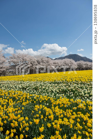 春の岩井親水公園 すいせん祭り 群馬県東吾妻町 春の岩井親水公園 すいせん祭り 群馬県東吾妻町 138695838