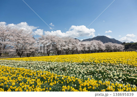 春の岩井親水公園　すいせん祭り　群馬県東吾妻町 138695839