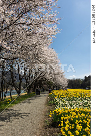 春の岩井親水公園 すいせん祭り 群馬県東吾妻町 春の岩井親水公園 すいせん祭り 群馬県東吾妻町 138695844