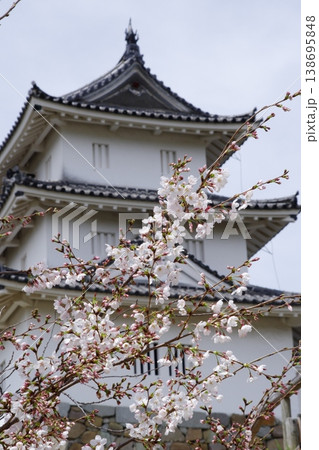 桜と明石城の櫓 春に咲くソメイヨシノと日本の城 兵庫県明石市 桜と明石城の櫓 春に咲くソメイヨシノと日本の城 兵庫県明石市 138695848