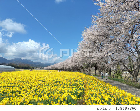 春の岩井親水公園 すいせん祭り 群馬県東吾妻町 春の岩井親水公園 すいせん祭り 群馬県東吾妻町 138695860