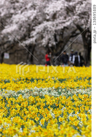 春の岩井親水公園 すいせん祭り 群馬県東吾妻町 春の岩井親水公園 すいせん祭り 群馬県東吾妻町 138695889