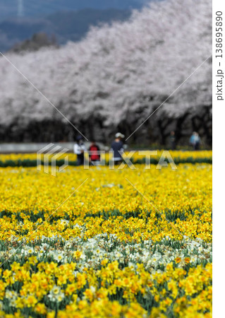 春の岩井親水公園 すいせん祭り 群馬県東吾妻町 春の岩井親水公園 すいせん祭り 群馬県東吾妻町 138695890