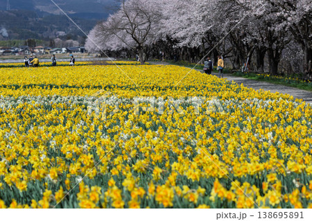 春の岩井親水公園 すいせん祭り 群馬県東吾妻町 春の岩井親水公園 すいせん祭り 群馬県東吾妻町 138695891