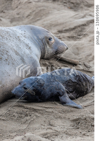 At the Elephant Seal Vista Point 138695986