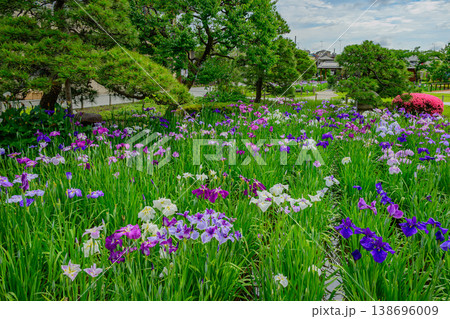 東京都葛飾区 堀切菖蒲園 満開の花菖蒲と菖蒲田の風景 東京都葛飾区 堀切菖蒲園 満開の花菖蒲と菖蒲田の風景 138696009
