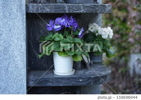 Primula flower pots on stone niche cemetery columbarium Primula flower pots on stone niche cemetery columbarium 138696044