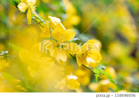 雨上がりのヤマブキ 138696056