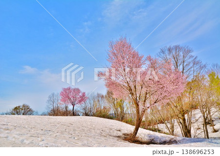 早春残雪に咲く新潟県魚沼市福山峠の雪上桜 早春残雪に咲く新潟県魚沼市福山峠の雪上桜 138696253