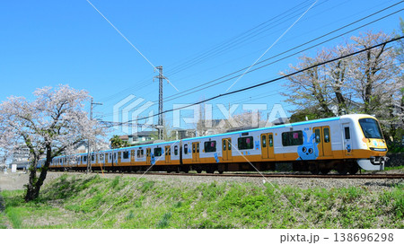 散り際の桜と小田急5000形5055Fもころん号 138696298