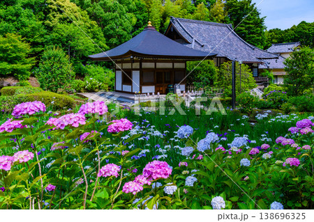 初夏の青空に映えるアジサイと花菖蒲 横浜・正覚寺の境内に咲き誇る風景 初夏の青空に映えるアジサイと花菖蒲 横浜・正覚寺の境内に咲き誇る風景 138696325