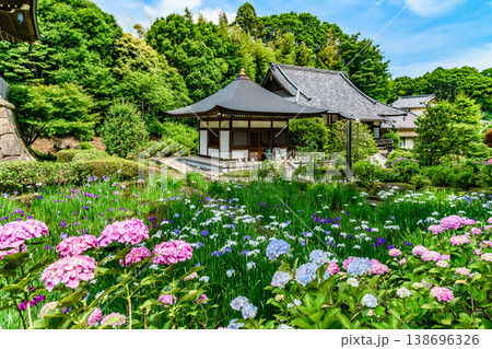 初夏の青空に映えるアジサイと花菖蒲 横浜・正覚寺の境内に咲き誇る風景 初夏の青空に映えるアジサイと花菖蒲 横浜・正覚寺の境内に咲き誇る風景 138696326