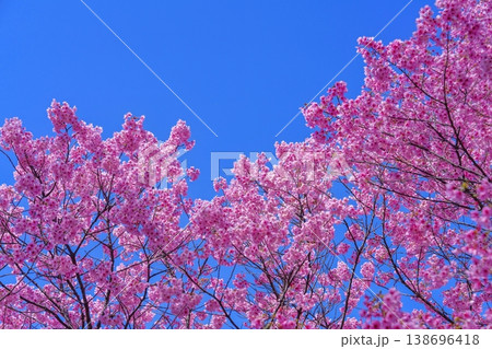 青空に映える満開の陽光桜 日本の春の風景 青空に映える満開の陽光桜 日本の春の風景 138696418
