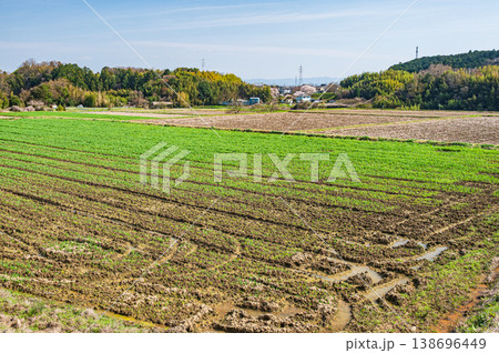 滋賀県大津市仰木の棚田風景 滋賀県大津市仰木の棚田風景 138696449
