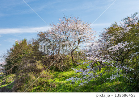 里山に咲く桜 滋賀県大津市仰木 里山に咲く桜 滋賀県大津市仰木 138696455