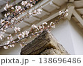 明石城の石垣と桜 見上げ構図で捉えた春の桜 兵庫県明石市 138696486