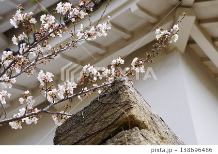 明石城の石垣と桜 見上げ構図で捉えた春の桜 兵庫県明石市 明石城の石垣と桜 見上げ構図で捉えた春の桜 兵庫県明石市 138696486