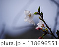 桜の花のクローズアップ 138696551
