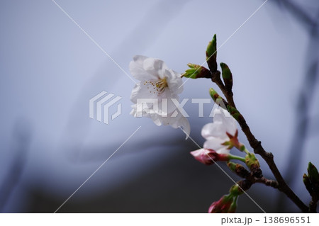 桜の花のクローズアップ 138696551